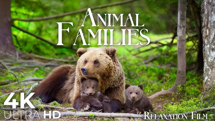 Emotional connection between humans and animals