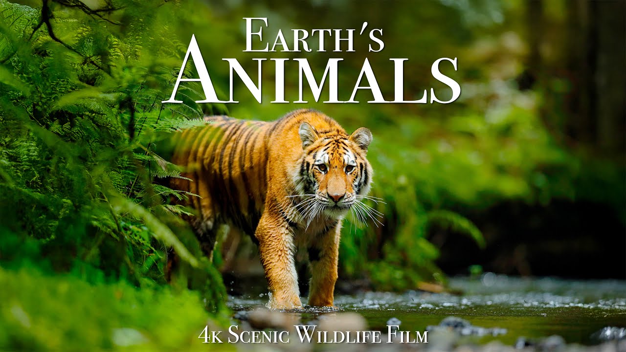 Wildlife encounter in a modern animal documentary